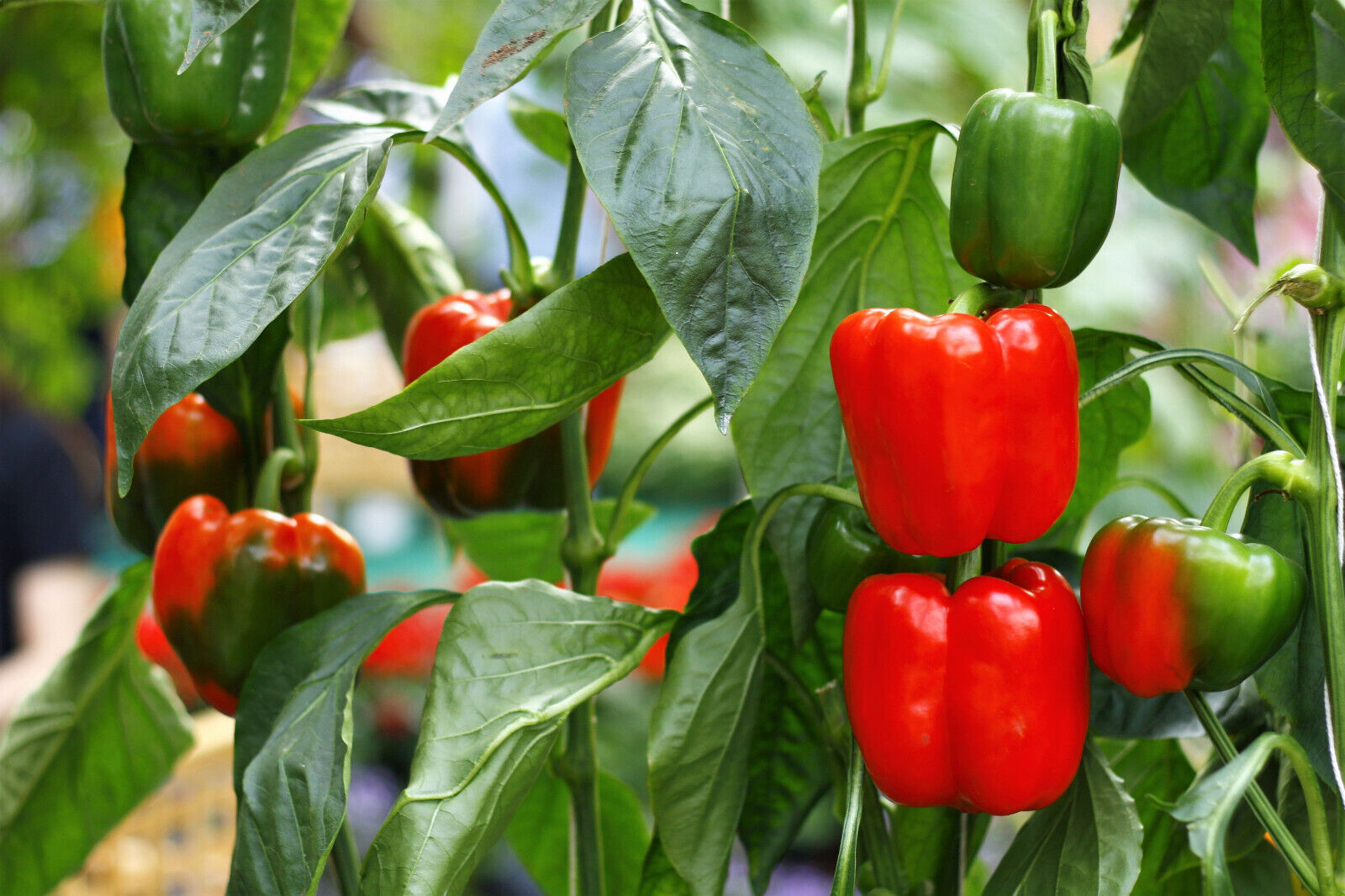 20 Organic Red Mini Bell Pepper Sweet Mild Miniature Capsicum Vegetable Seeds | www.seedsplantworld.com