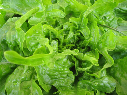 600+ Oakleaf Lettuce Leaf NON-GMO Vegetable Seeds | www.seedsplantworld.com