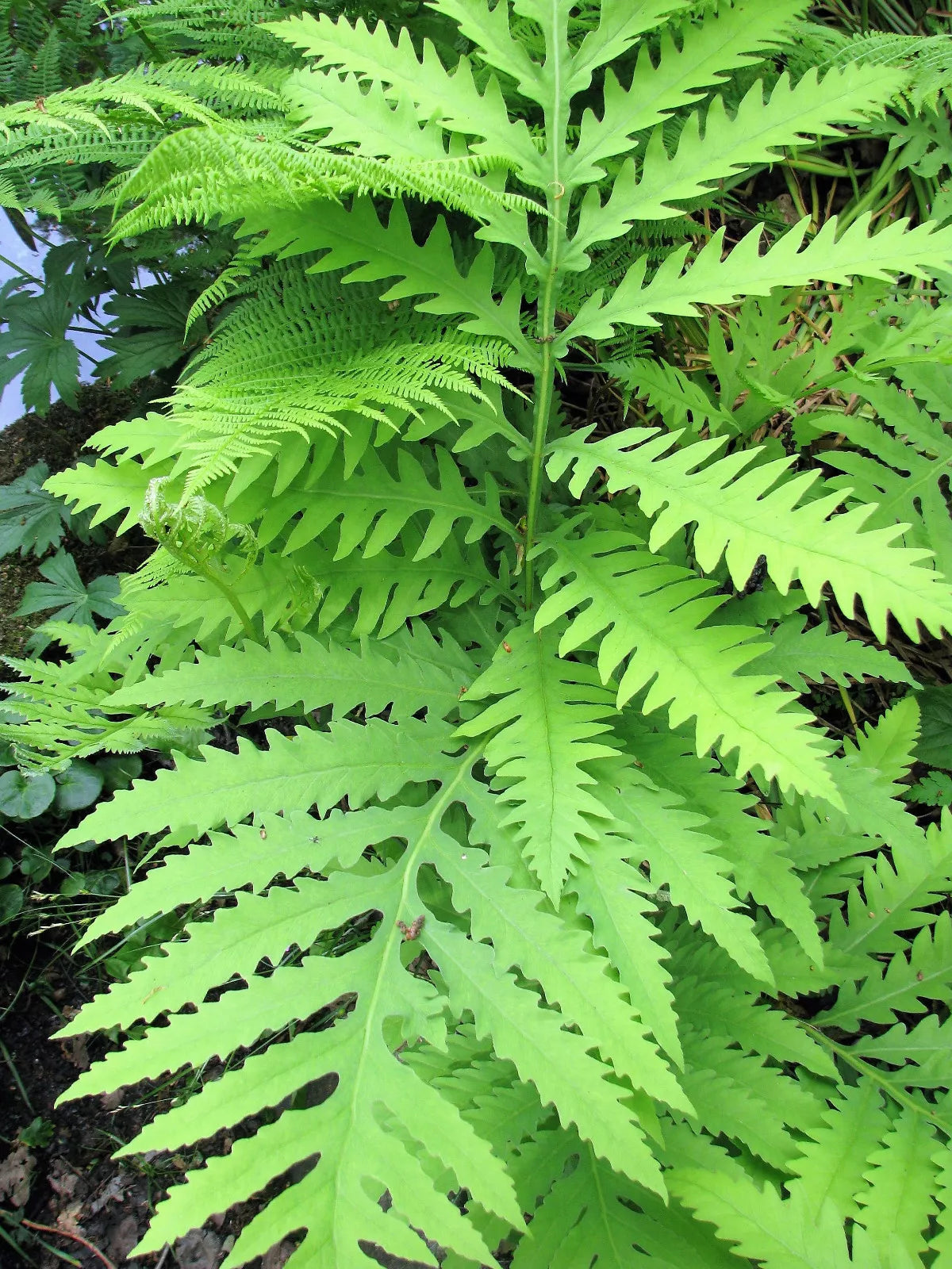 1000 Sensitive Fern Onoclea Sensibilis Aka Bead Sympathy Spores Seeds | www.seedsplantworld.com