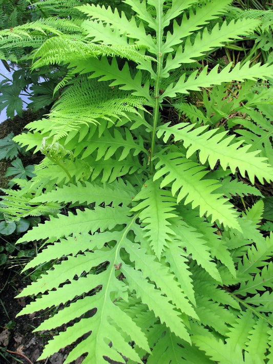 1000 Sensitive Fern Onoclea Sensibilis Aka Bead Sympathy Spores Seeds | www.seedsplantworld.com