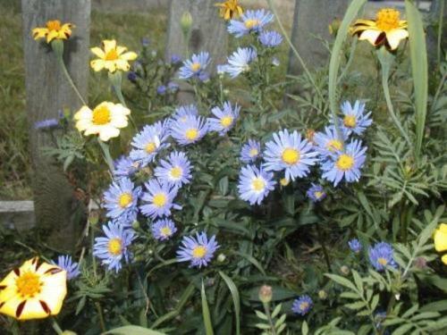 215 Aster New England Aster Mix Flower Seeds | www.seedsplantworld.com