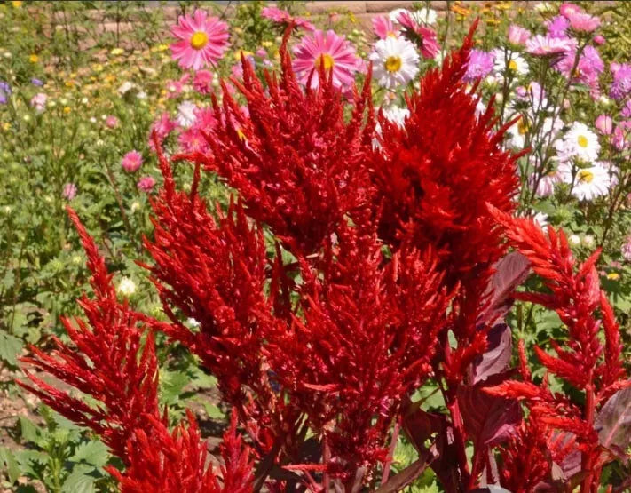 500 Celosia Scarlet Plume Heirloom Red Cutflowers Plumed Cockscomb Non-Gmo Seeds For Planting | www.seedsplantworld.com