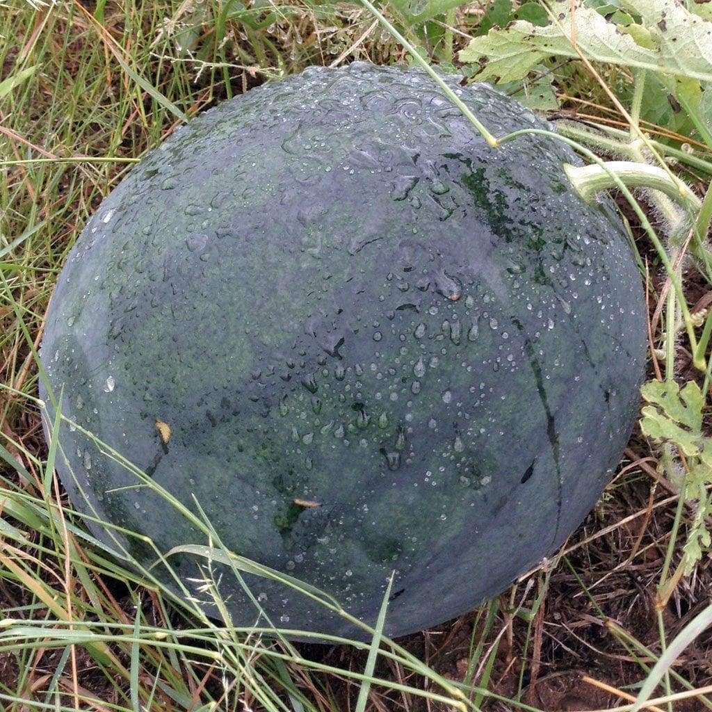 15 Ct Florida Giant Watermelon Melon Heirloom NON-GMO Fruit Seeds | www.seedsplantworld.com