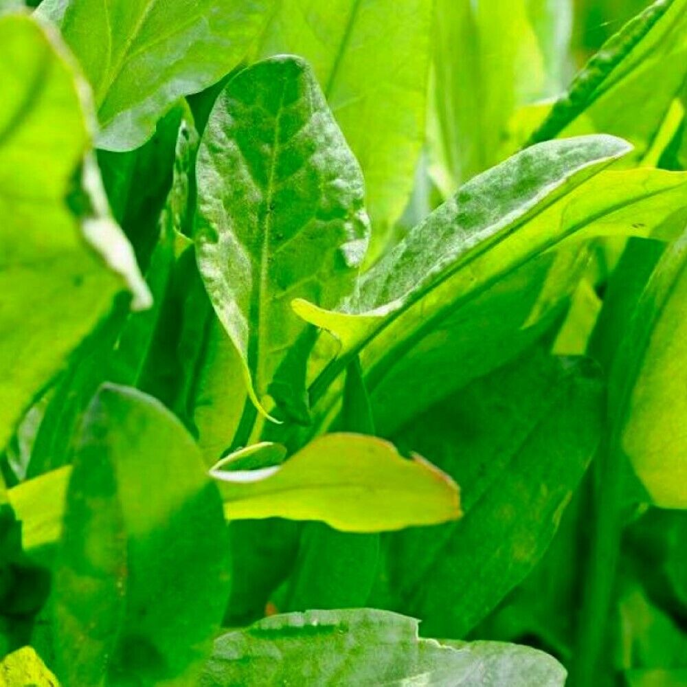 150 Large Leaf Sorrel NON-GMO Heirloom Herb Seeds | www.seedsplantworld.com