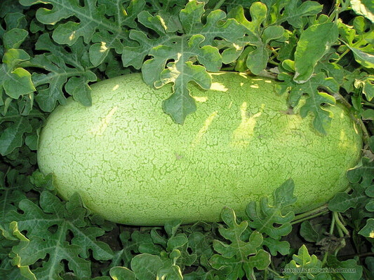 20 Ct Watermelon Charleston Grey NON-GMO 25-35 LBS Fruit Seeds | www.seedsplantworld.com