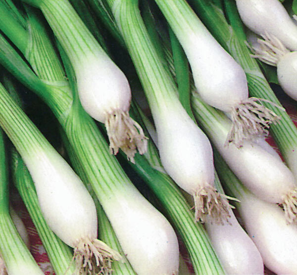 370 Onion White Lisbon Green Bunching Scallion Vegetale Seeds | www.seedsplantworld.com