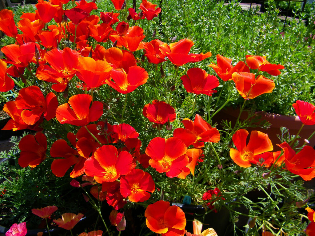 275 Poppy California Red Chief Annual Flower Seeds | www.seedsplantworld.com