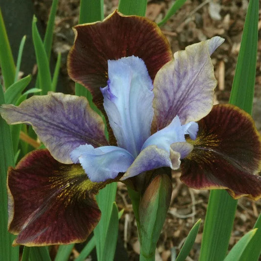 1 Black Joker Siberian Iris Bare Root Perennial Rhizome Striking Velvety Blooms Rooted Plant