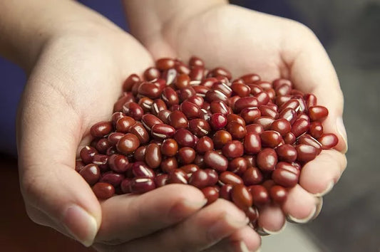 50 Organic Small Red Bean Phaseolus Vulgaris Vegetable Seeds | www.seedsplantworld.com