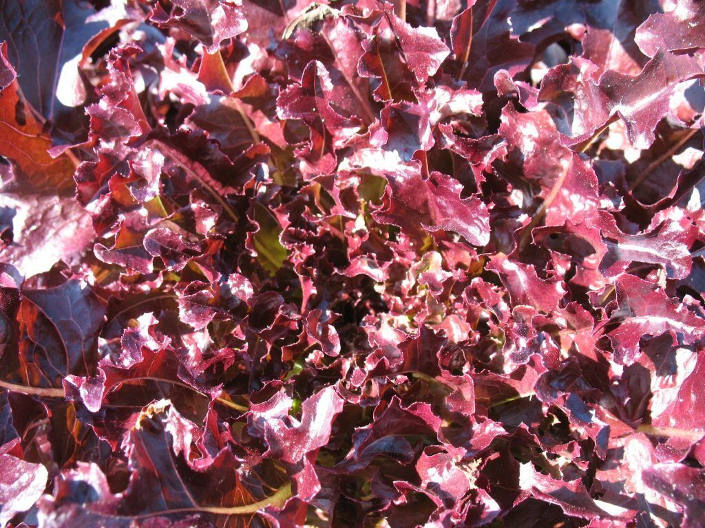 600+ Red Salad Bowl Lettuce Garden Vegetable Seeds | www.seedsplantworld.com