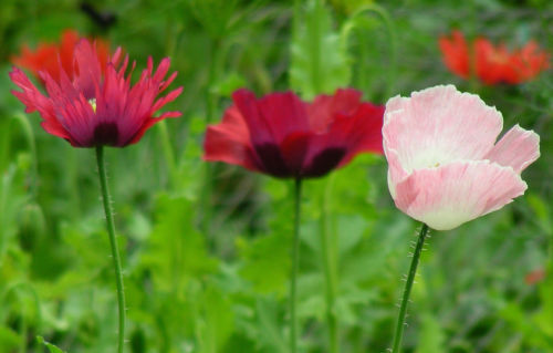 85 Poppy Pepperbox Mix Flower Seeds | www.seedsplantworld.com