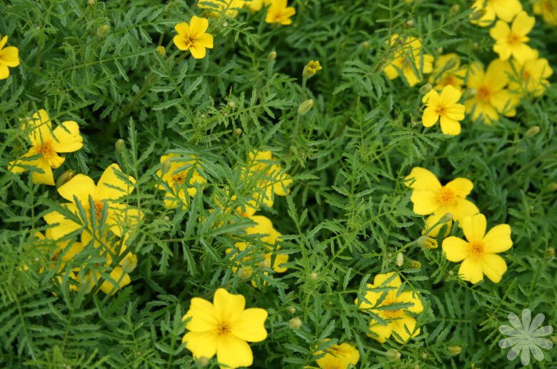 100 Marigold Lemon Gem Lemon Scented Yellow Flower Seeds | www.seedsplantworld.com