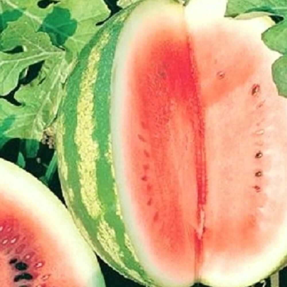 100 Crimson Sweet Watermelon NON-GMO Heirloom Fruit Seeds | www.seedsplantworld.com