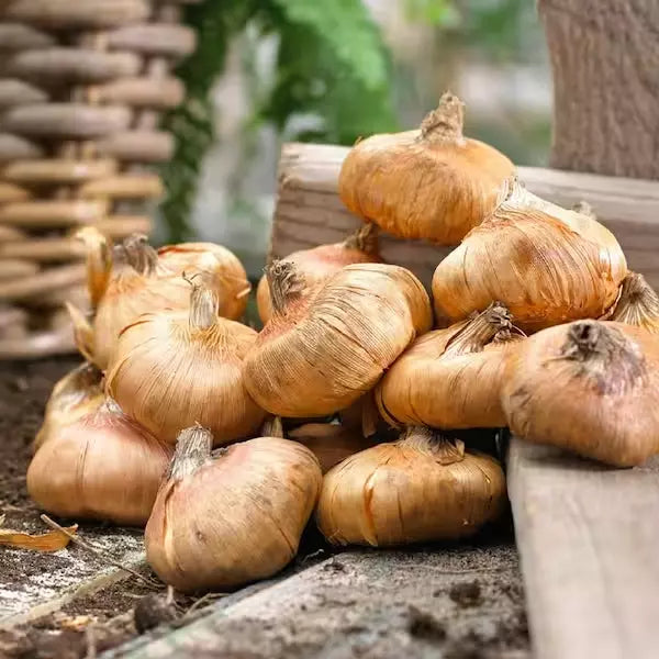 12 Hybrid Gladiolus Mixture Flower Bulbs Makes Gorgeous Arrangements Bulbs Plant | www.seedsplantworld.com