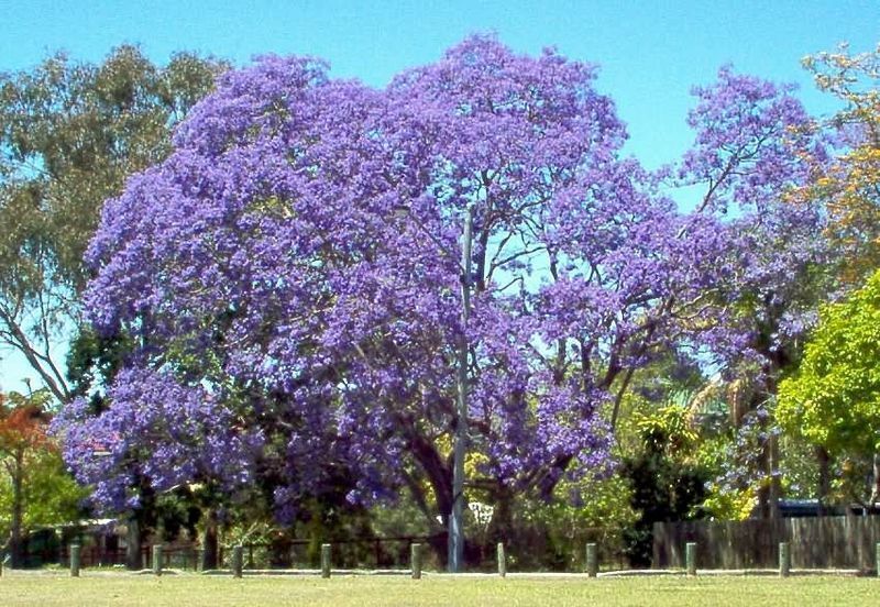 50 Jacaranda Jacaranda Mimosifolia Blue Flowering Tree Seeds | www.seedsplantworld.com