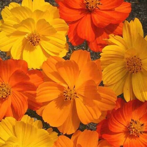 35 Cosmos Bright Lights Sulpher Orange Yellow Flower Seeds | www.seedsplantworld.com