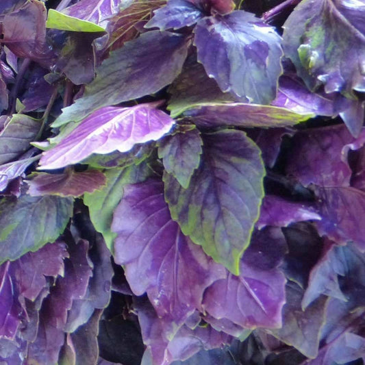 200+ Dark Opal Purple Basil Culinary Cooking NON-GMO Herb Seeds | www.seedsplantworld.com