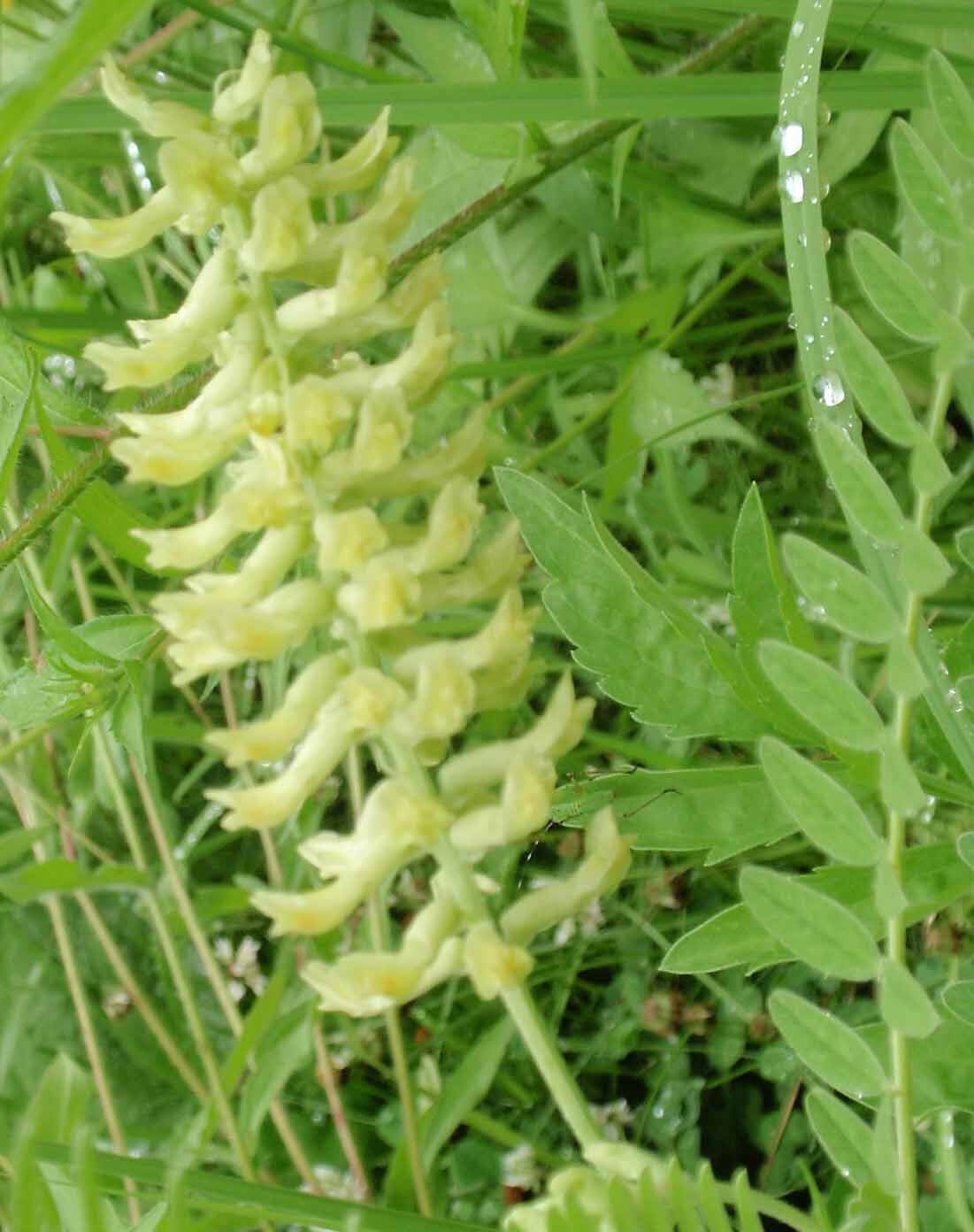 115 Vetch Canadian Milk Light Yellow Blossoms Flower Seeds | www.seedsplantworld.com