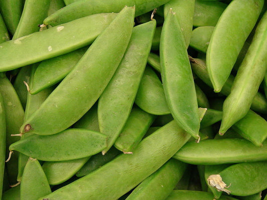 50 Mammoth Melting Sugar Pea Stringless Snow Pea Pisum Sativum Vegetable Seeds | www.seedsplantworld.com