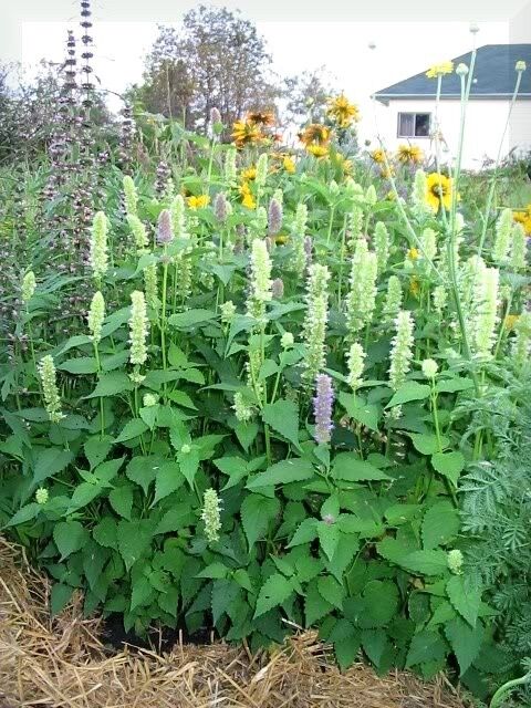 500 Giant Yellow Hyssop Agastache Nepetoides Herb Flower Seeds | www.seedsplantworld.com