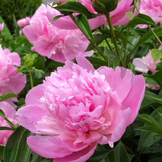 3 Sarah Bernhardt Double Peony Live Perennial Pink Flower Root Bulb Plant