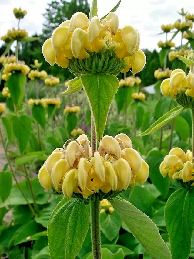 Phlomis Russeliana 30 Seeds