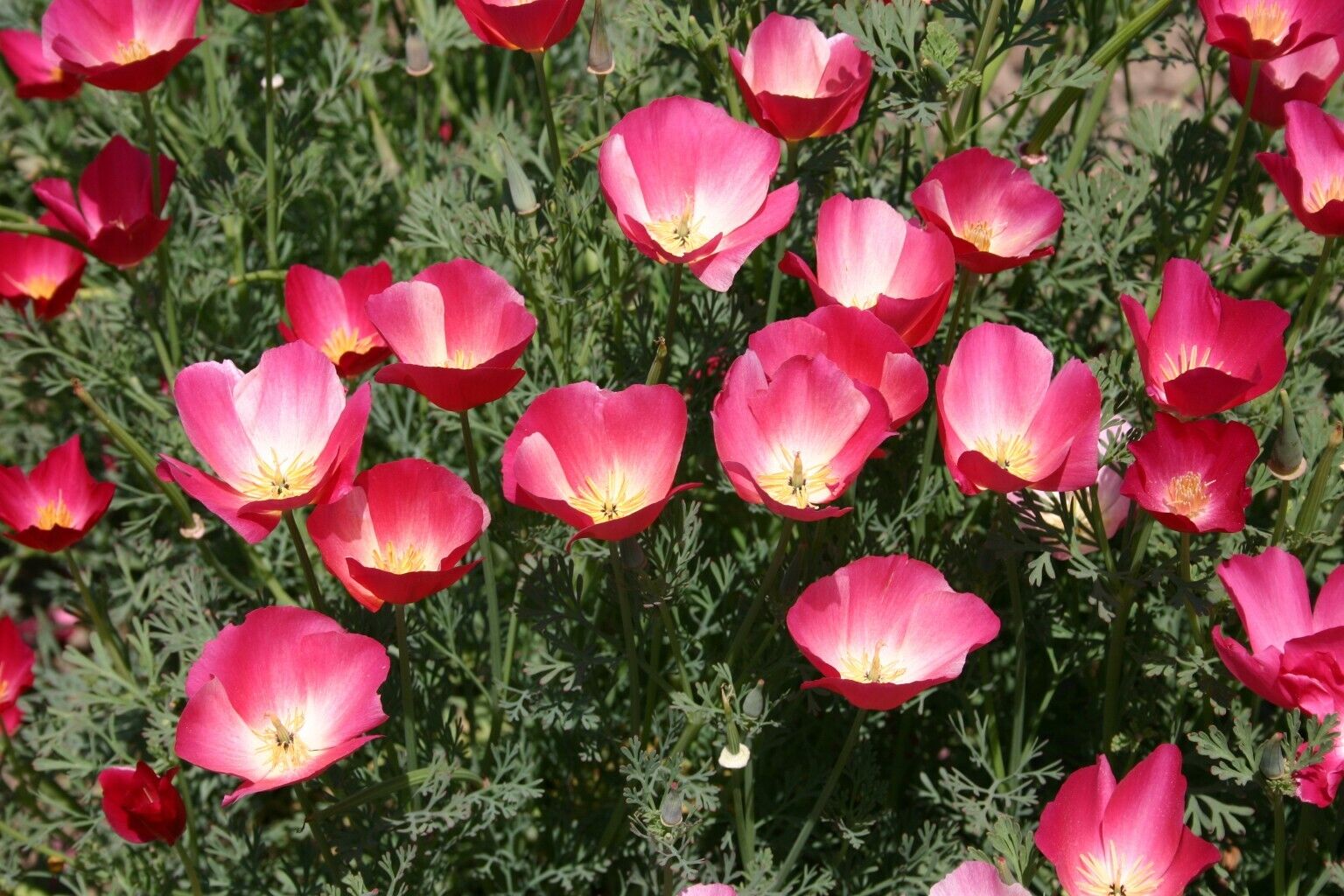 450 Poppy California Carmine Annual Pink Flower Seeds | www.seedsplantworld.com