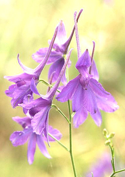 860 Larkspur Delphinium Consolida Flower Seeds | www.seedsplantworld.com