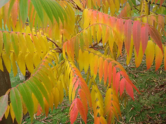 30 Flameleaf Sumac Tree Shining Dwarf Winged Rhus Schmaltzia Copallina Seeds | www.seedsplantworld.com