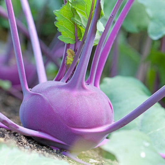 400 Kohlrabi Early Purple Vienna Vegetable Seeds | www.seedsplantworld.com