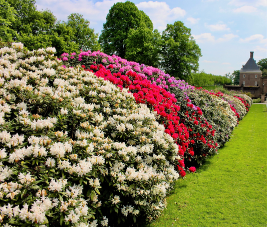 50 Mixed Hybrids Rhododendron Spp Mixed Colors Flower Sun Shade Bush Shrub Seeds | www.seedsplantworld.com