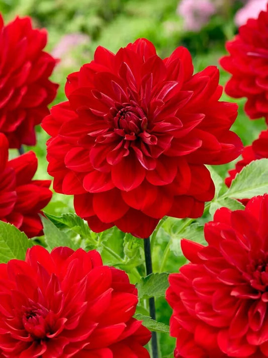 1 Amora Karma Dahlia Bulb Tuber Clump Bold Color Spring Shipping Bulbs Plant