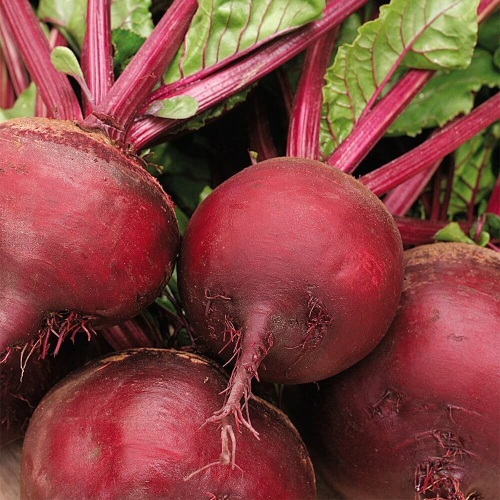 100 Beetroot Detroit Dark Red Beet Vegetable Seeds