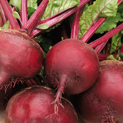 100 Beetroot Detroit Dark Red Beet Vegetable Seeds