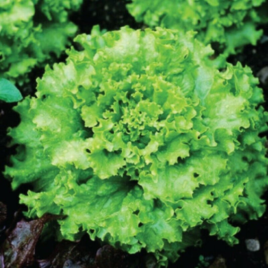 600+ Grand Rapids Lettuce NON-GMO Vegetable Seeds | www.seedsplantworld.com