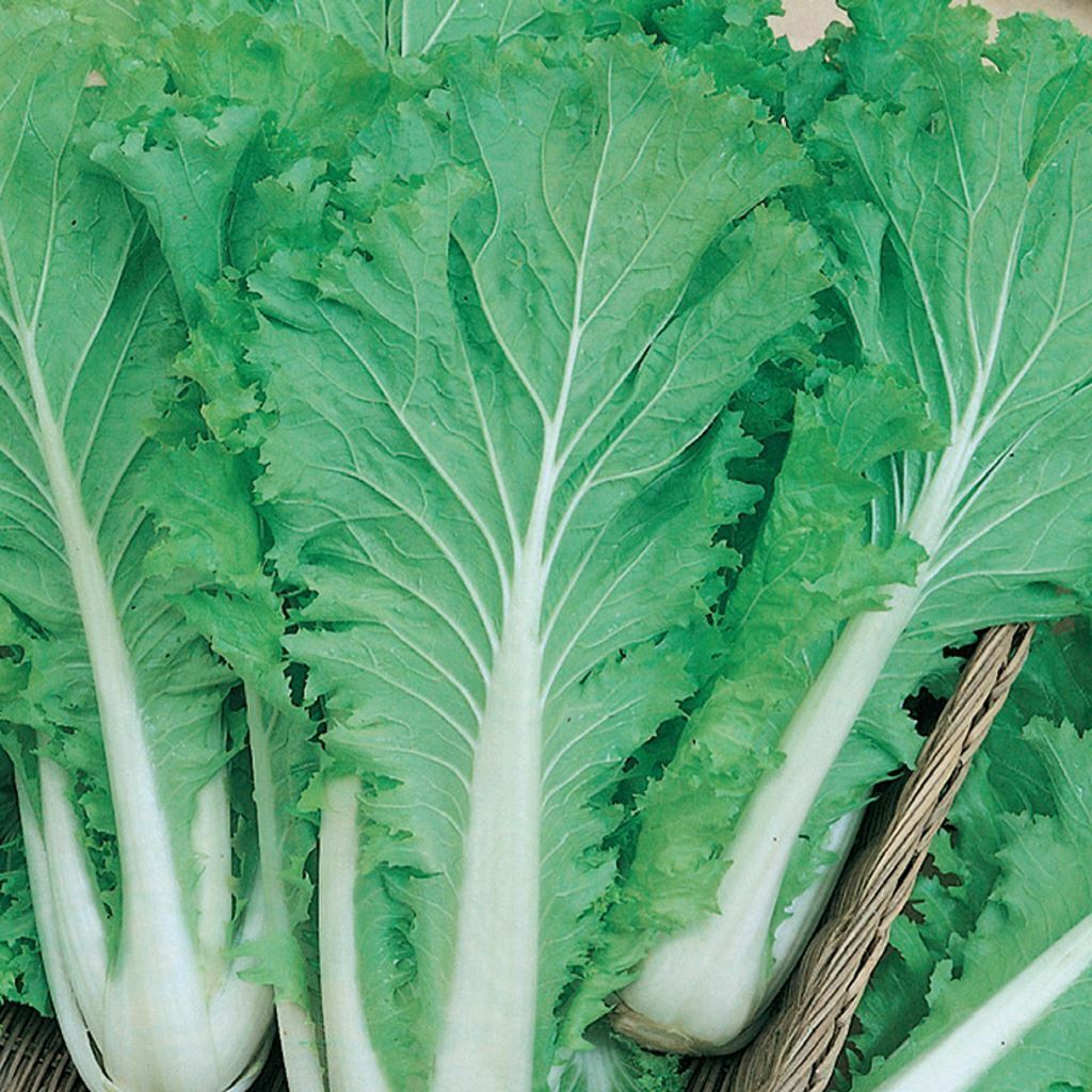 500+ Chinese Michihili Cabbage Garden NON-GMO Vegetable Seeds | www.seedsplantworld.com