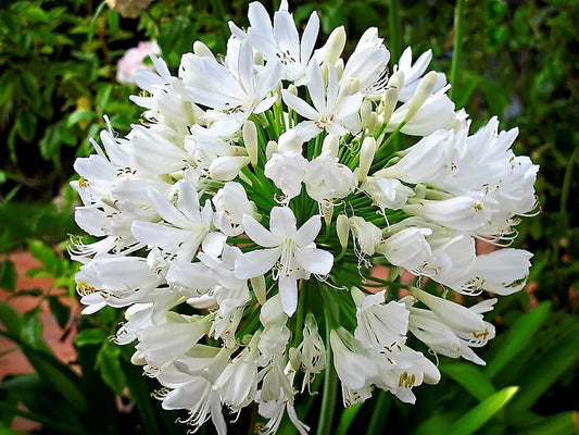 25 White Lily Of The Nile Agapanthus Orientalis African Lily Flower Seeds | www.seedsplantworld.com