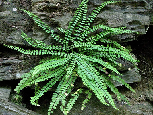 Maidenhair Spleenwort Fern 5 Rhizomes Asplenium Platyneuron Live Plant