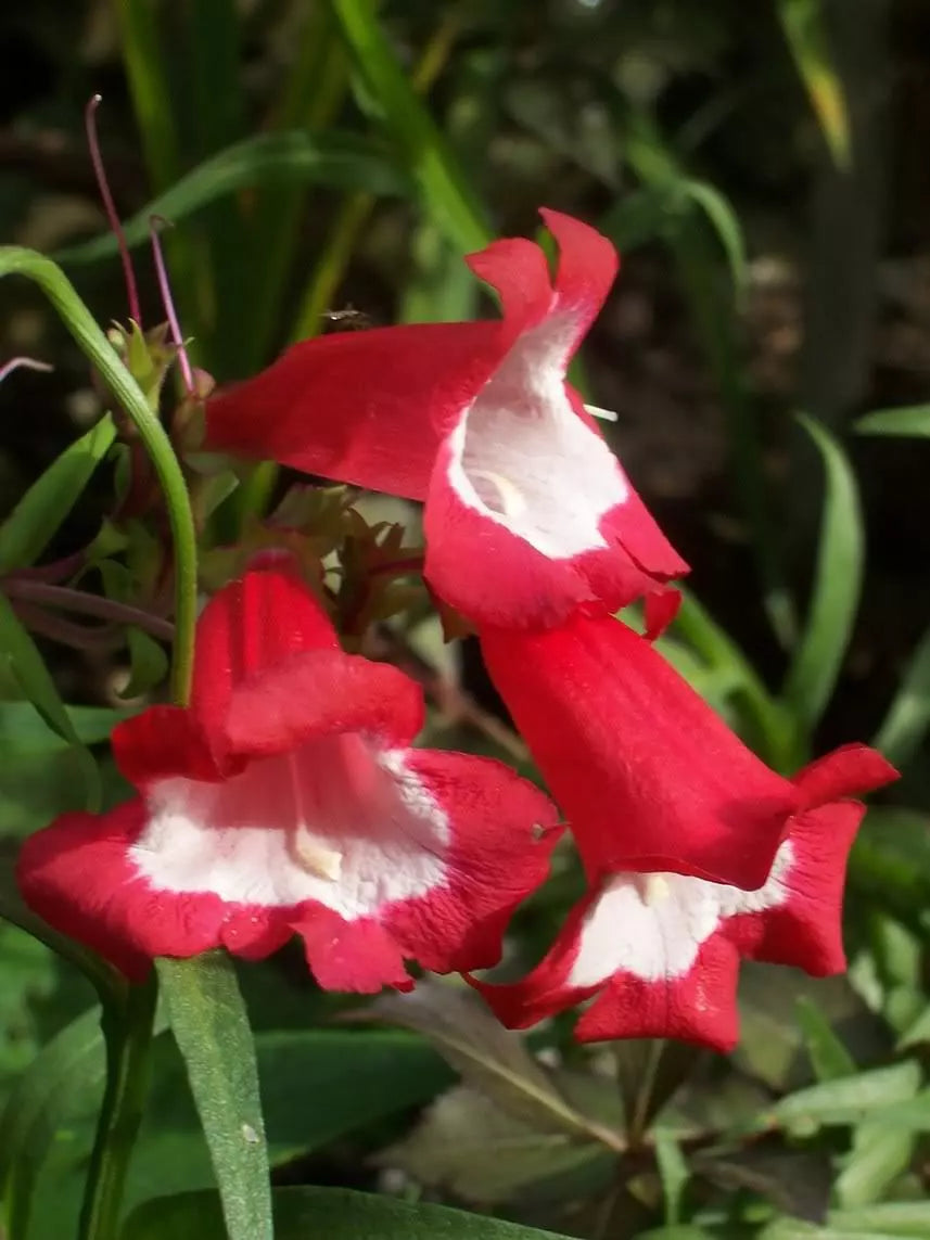 10 Scarlet Penstemon Hartwegii Beardtongue Red White Flower Seeds | www.seedsplantworld.com