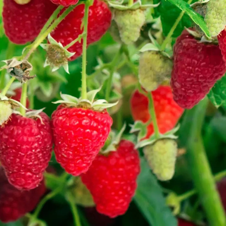 Cascade Delight Red Raspberry 2 Year Old Bare Root Canes