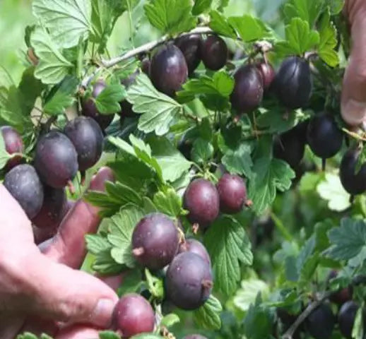 1 Black Velvet Gooseberry Live Rooted Plant Healthy Edible Shrub (Zones 3-8) Rooted Plant | www.seedsplantworld.com