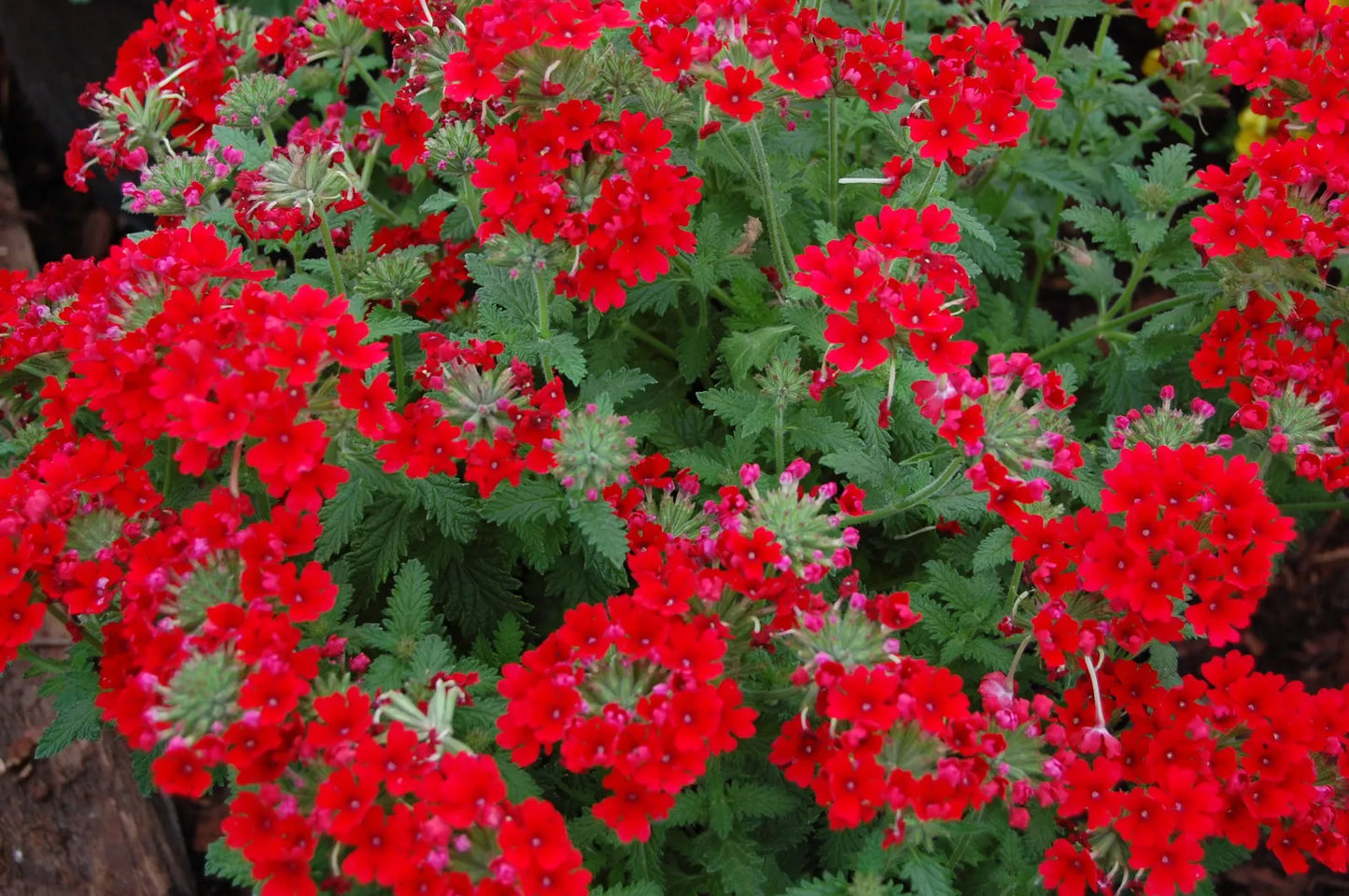 50 Scarlet Verbena Red Nana Compacta Fragrant Flower Seeds | www.seedsplantworld.com