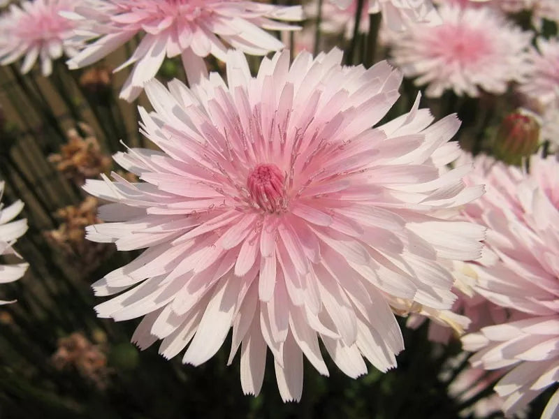 25 Pink Hawksbeard Crepis Rubra Flower Seeds | www.seedsplantworld.com