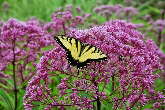 165 Joe Pye Weed Pink Perennial Butterflies Flower Seeds | www.seedsplantworld.com