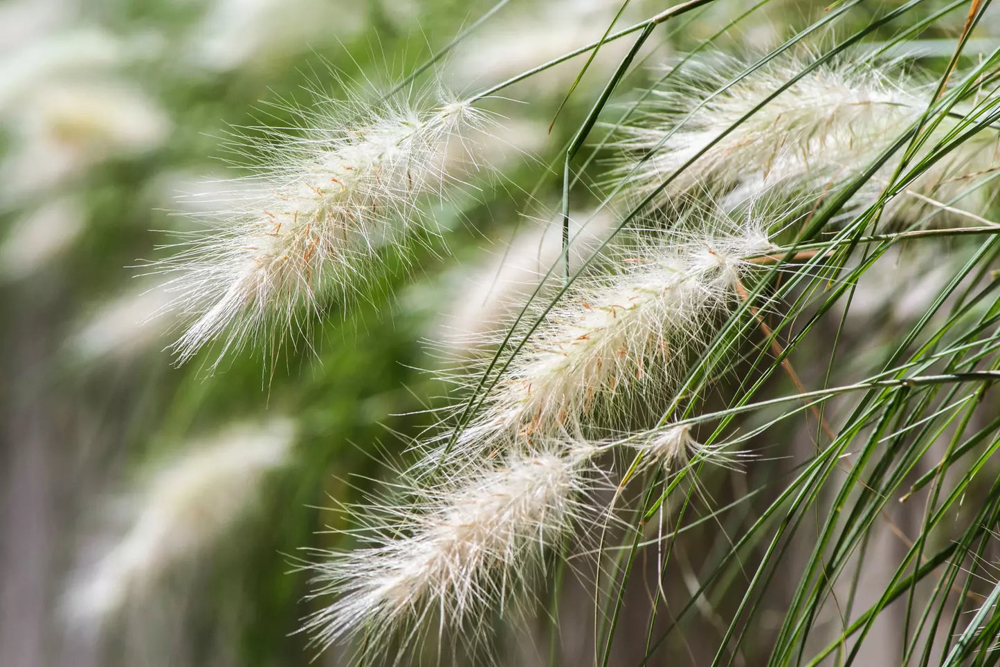 25 Dwarf Fountain Grass Pennisetum Alopecuroides Hardy White Plume Seeds | www.seedsplantworld.com