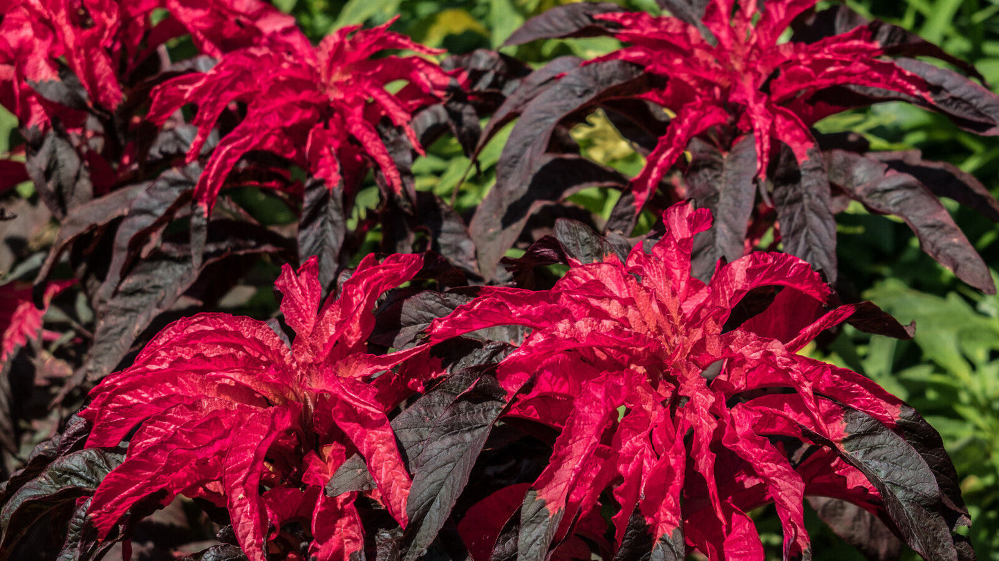 100 Amaranthus Early Splendor Tricolor Hypochondricus Flower Seeds | www.seedsplantworld.com