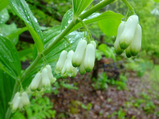 10 Solomon's Seal Shade Perennial Flower Seeds | www.seedsplantworld.com