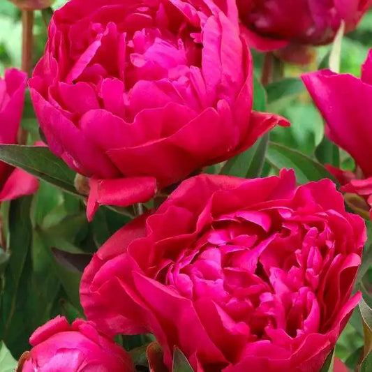 3 Karl Rosenfield Double Peony Live Perennial Cranberry Red Flower Bulb Plant