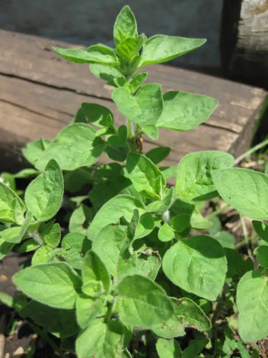 500 Greek Oregano Italian / Winter Marjoram Oreganum Vulgare Hirtum Herb Seeds | www.seedsplantworld.com