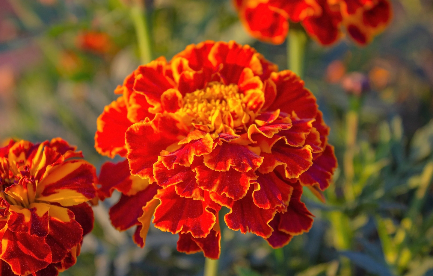 400 Red Cherry Marigold French Red & Yellow 2 Tone Tagetes Patula Flower Seeds | www.seedsplantworld.com